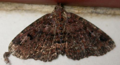 Argyrolopha costibarbata