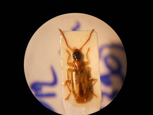 Réf. 97 656 : Demetrias atricapillus