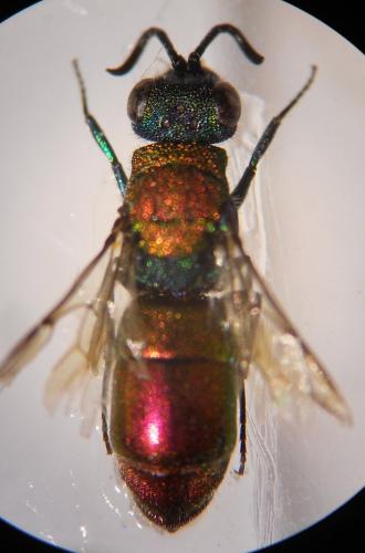 Chrysura (dichroa-laevigata)