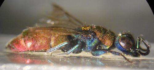 Chrysura (dichroa-laevigata)