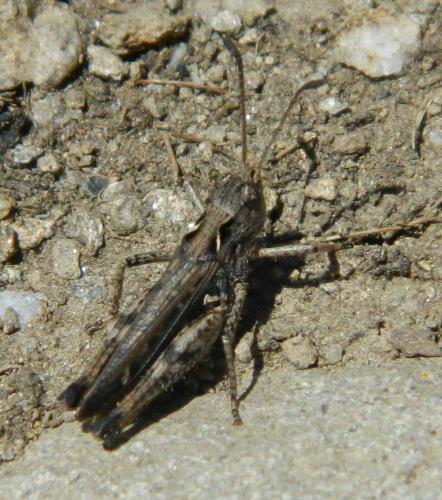 Myrmeleotettix maculatus maculatus