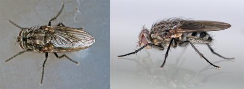 Pollenia sp.