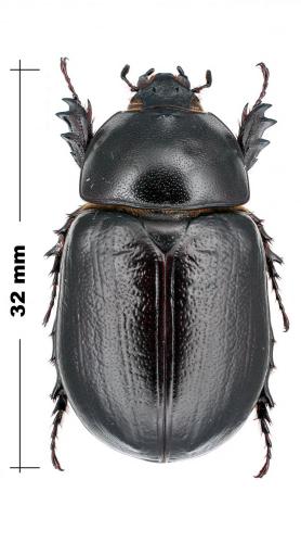 Heteroligus meles