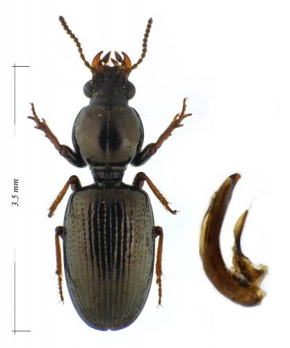Réf. 97 683 : Dyschirius numidicus
