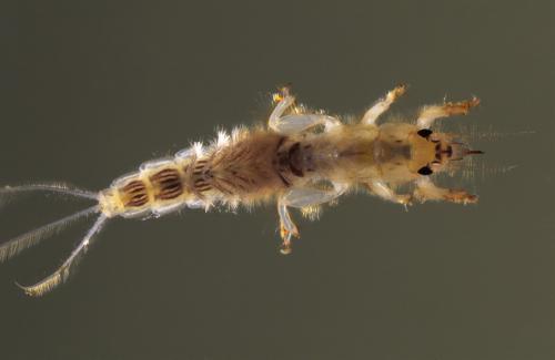 Ephemera lineata