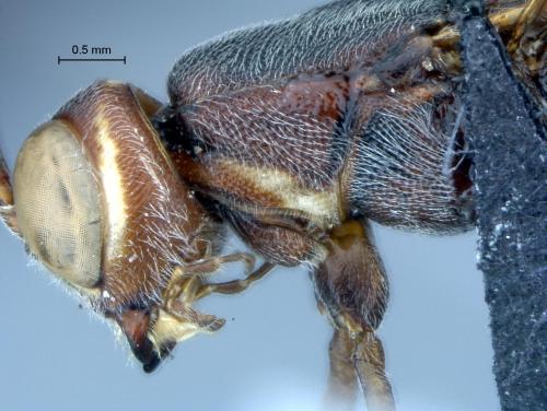 Réf. 97 633 : Xorides sp.