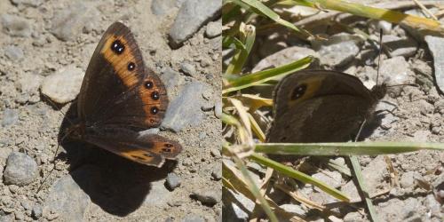 Erebia meolans