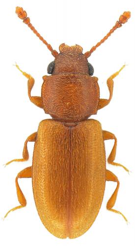 Réf. 97 231 : Ahasverus advena