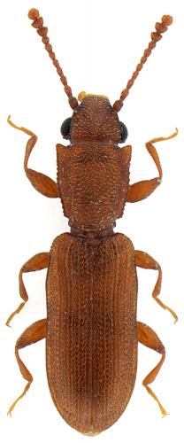 Silvanus unidentatus