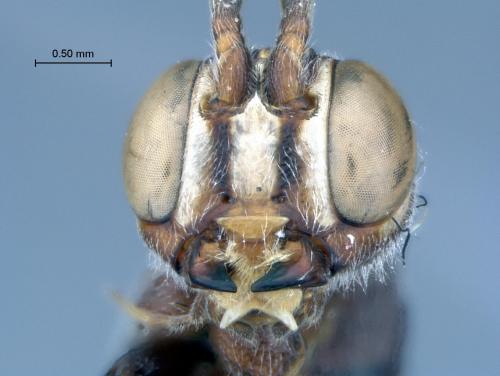 Réf. 97 632 : Xorides sp.