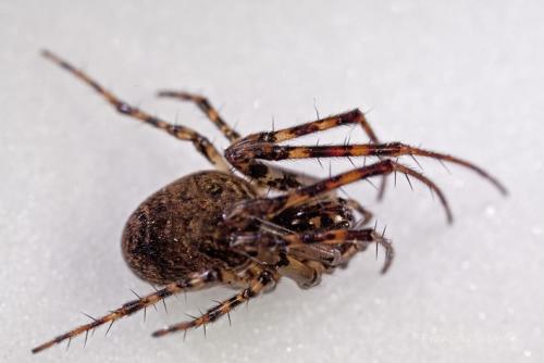 Réf. 97 037 : Metellina merianae