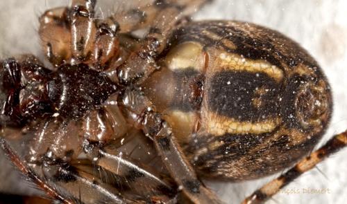 Réf. 97 038 : Metellina merianae