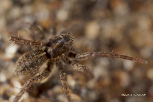 Pardosa sp.