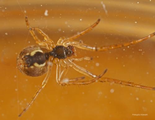Metellina sp.