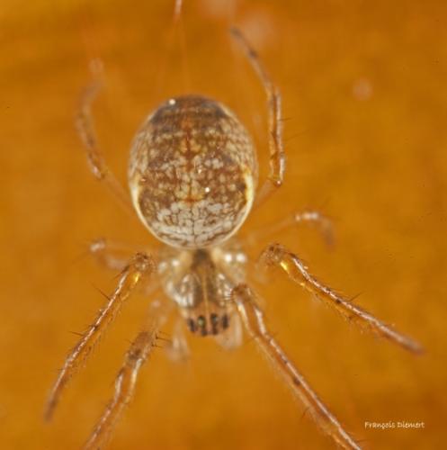 Metellina sp.