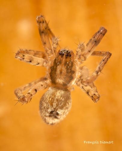 Anyphaena accentuata