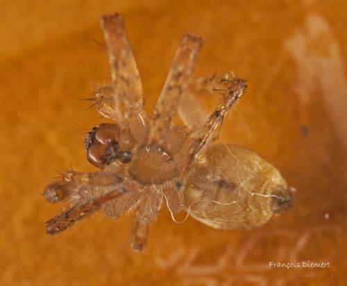 Anyphaena accentuata