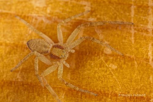 Philodromus sp.