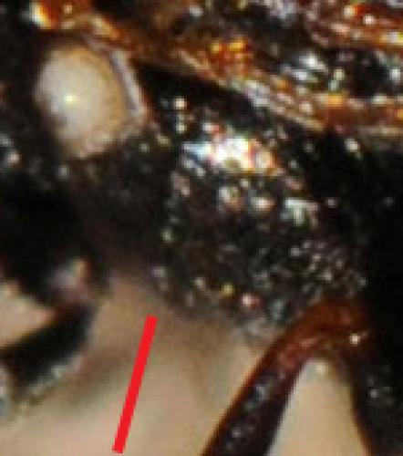 Passaloecus corniger