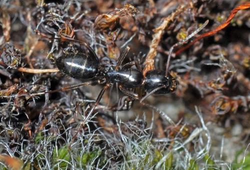 Camponotus fallax