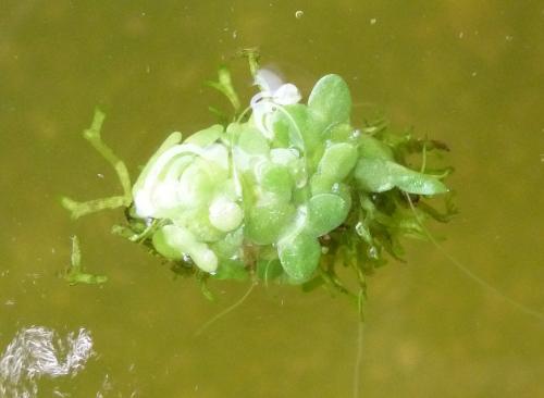 Réf. 97 489 : Cataclysta lemnata