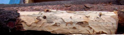 Réf. 97 083 : Molorchus minor