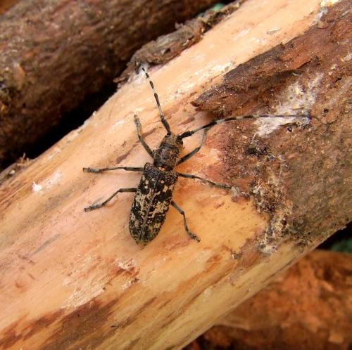 Monochamus saltuarius