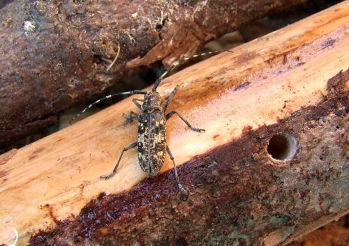 Monochamus saltuarius
