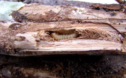 Monochamus saltuarius