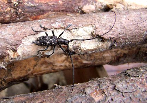 Monochamus saltuarius