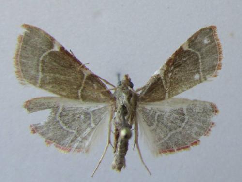 Réf. 97 260 : Hypsopygia fulvocilialis