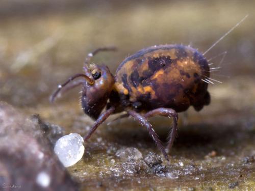 Dicyrtoma fusca