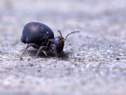 Dicyrtoma fusca
