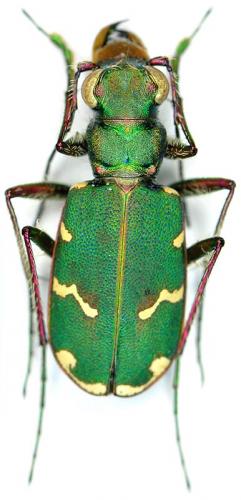 Cicindela desertorum