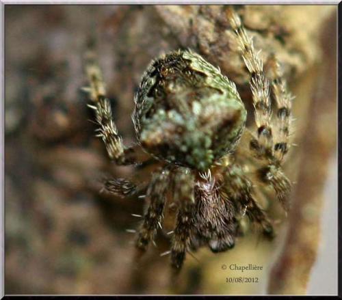 Réf. 97 033 : Gibbaranea gibbosa