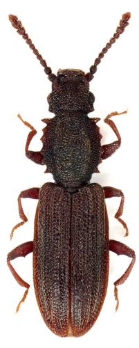 Oryzaephilus surinamensis
