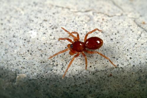 Réf. 97 429 : Silhouettella loricatula