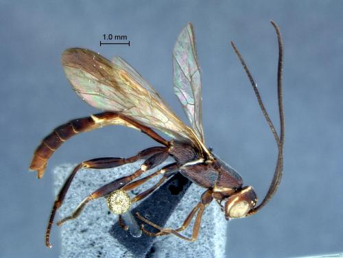 Réf. 97 631 : Xorides sp.