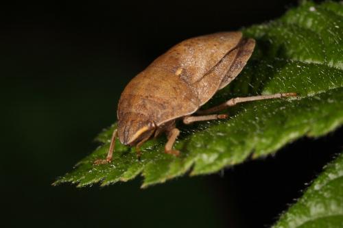 Réf. 97 644 : Eurygaster sp.