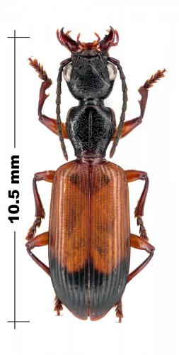 Hexagonia sp.