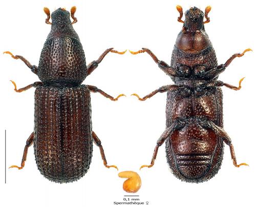Hexarthrum exiguum