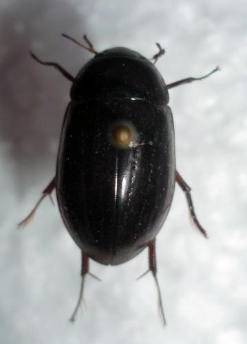 Réf. 97 139 : Hydrochara caraboides