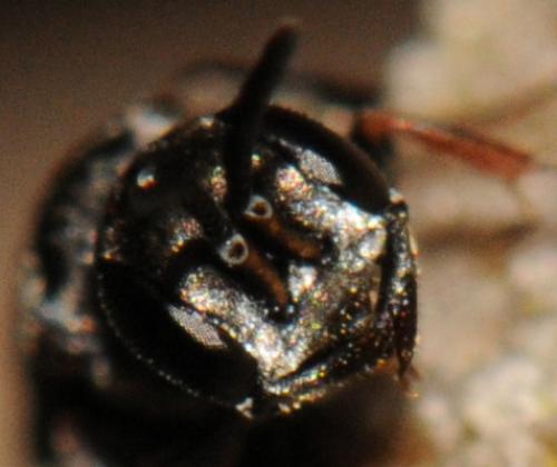Passaloecus corniger