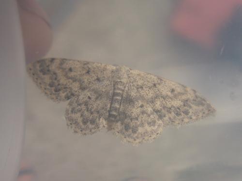 Réf. 97 789 : Scopula marginepunctata