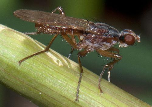 Norellia spinipes