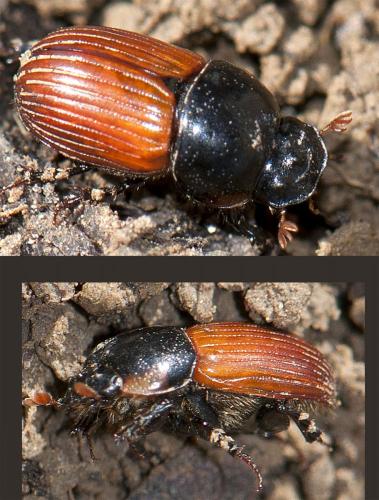 Aphodius sp.