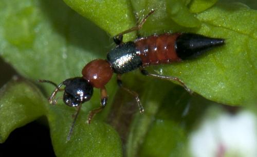 Réf. 97 887 : Paederus littoralis