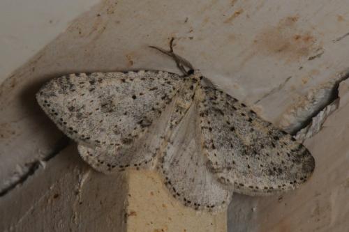 Réf. 97 385 : Colostygia multistrigaria
