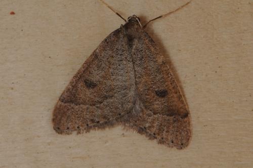 Réf. 97 449 : Theria primaria