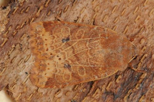 Réf. 97 484 : Conistra sp.